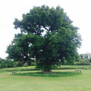 Hertfordshire Tree Surgery